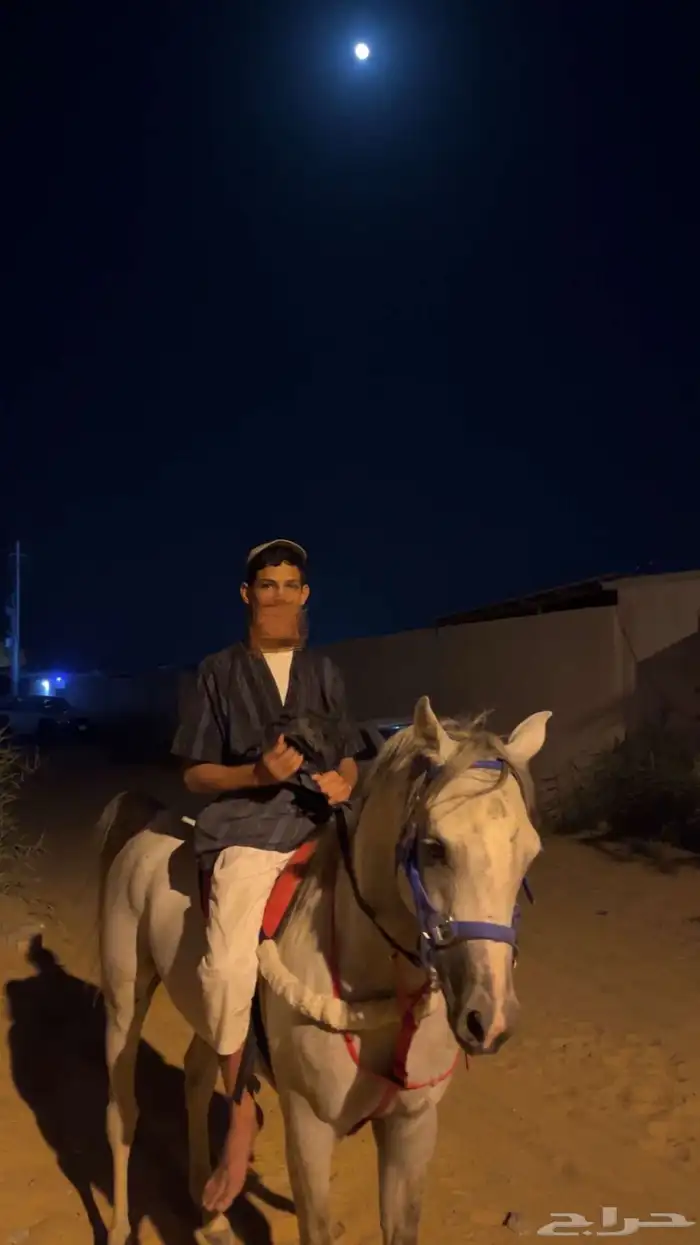 حصان شبعي للبيع هادي العمر 4الطول 6بلكات الون اصفر سليم 4