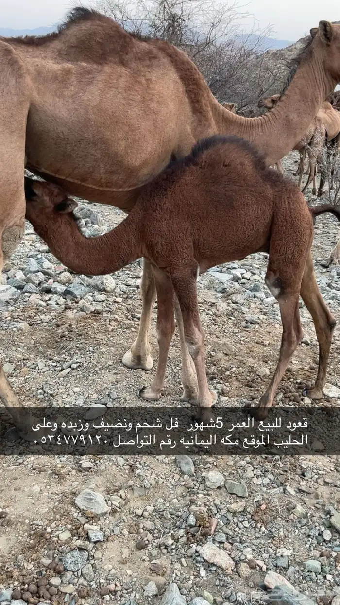 قعود للبيع عمره 5شهور سمين ونضيف 1