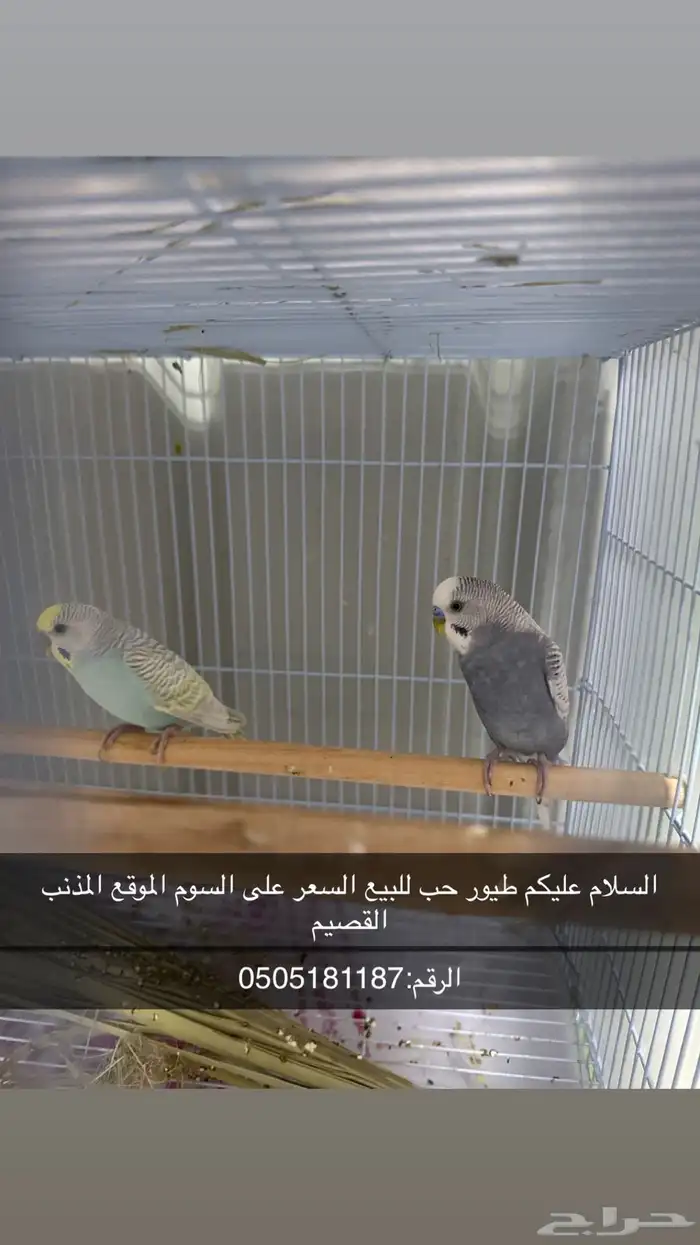 طيور حب 0