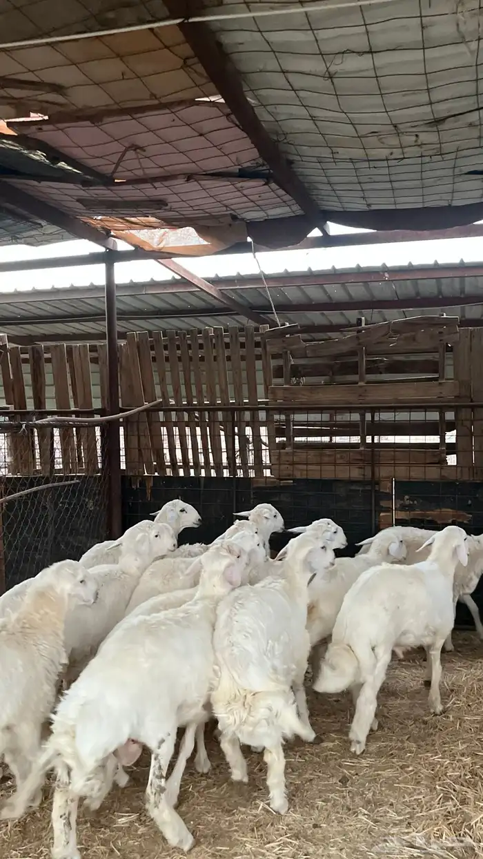 طليان حريات ذبايح نظاف شرط 5