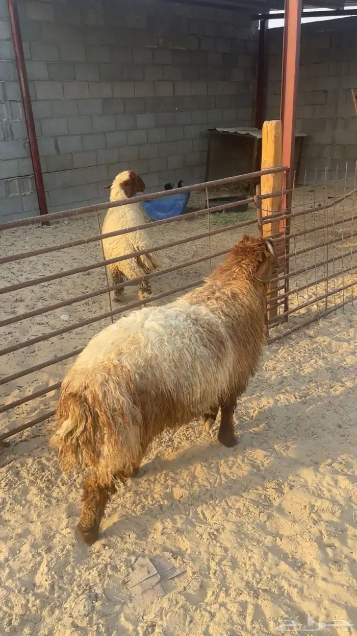 خروف نعيم 0