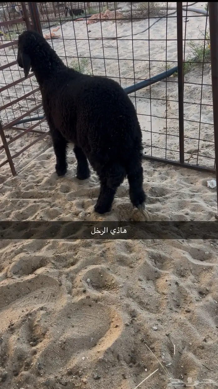 رخل هرفيه عربيه 0