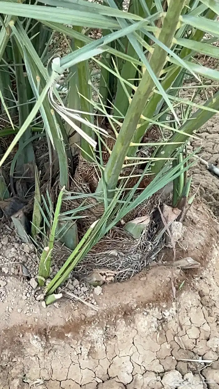 حيش نخل إخلاص طيب جدا 10