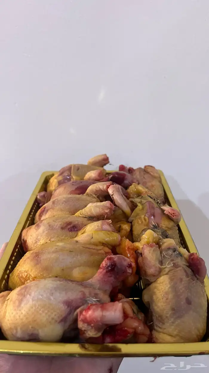 مريعي فري سمان بري 0