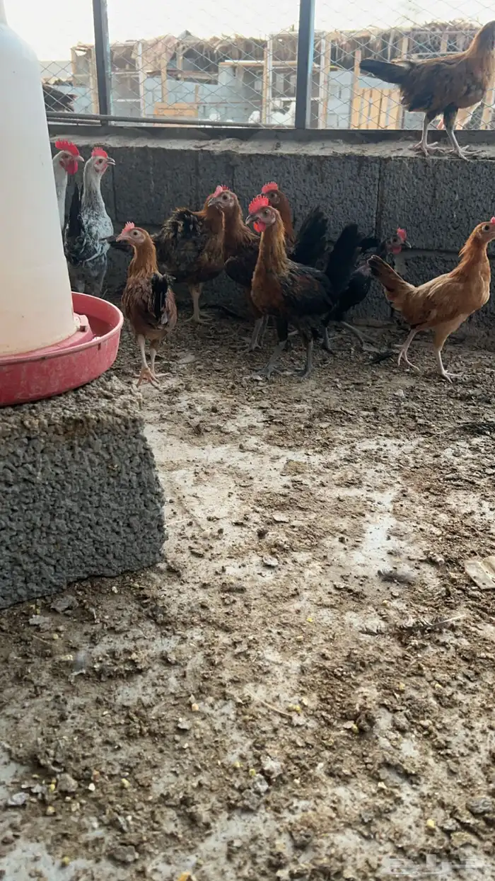 ديوك بلدي للبيع 1