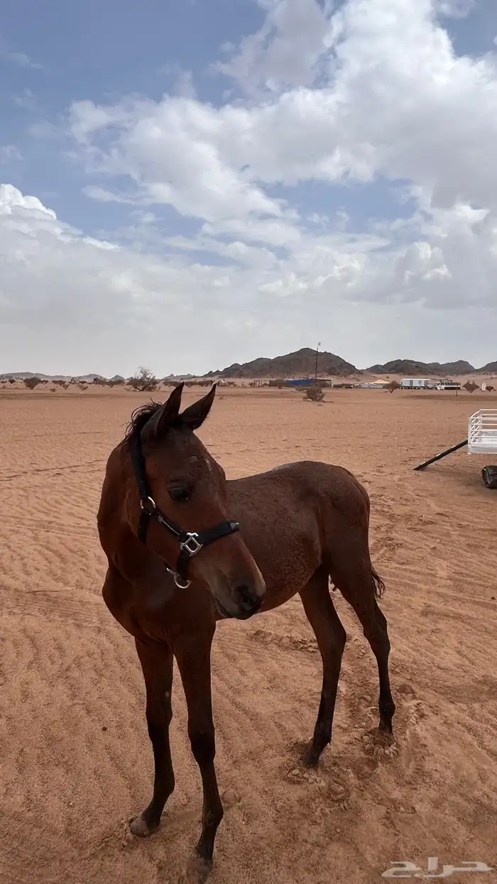 مهر شعبي للبيع 0