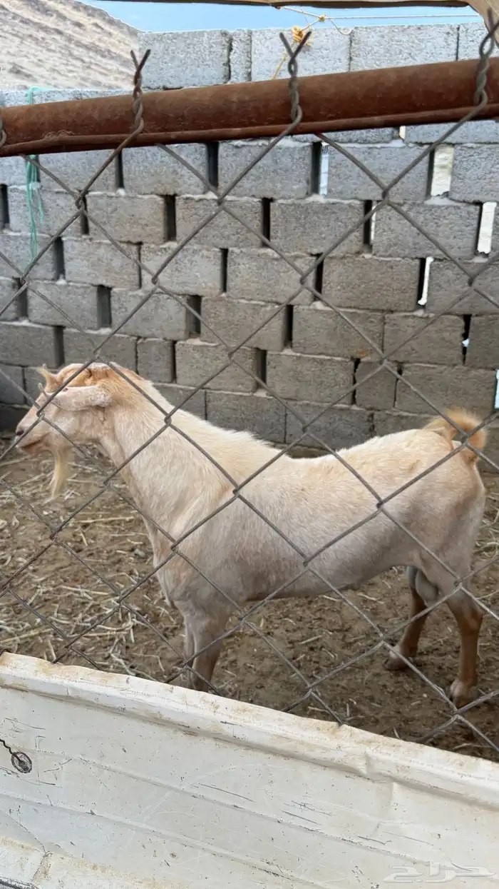 تيس فحل جامع اجم املح للبيع 3