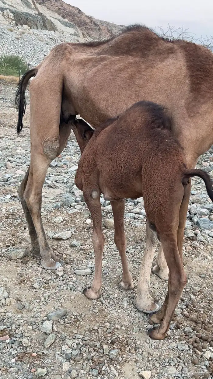 قعود للبيع عمره 5شهور سمين ونضيف 0