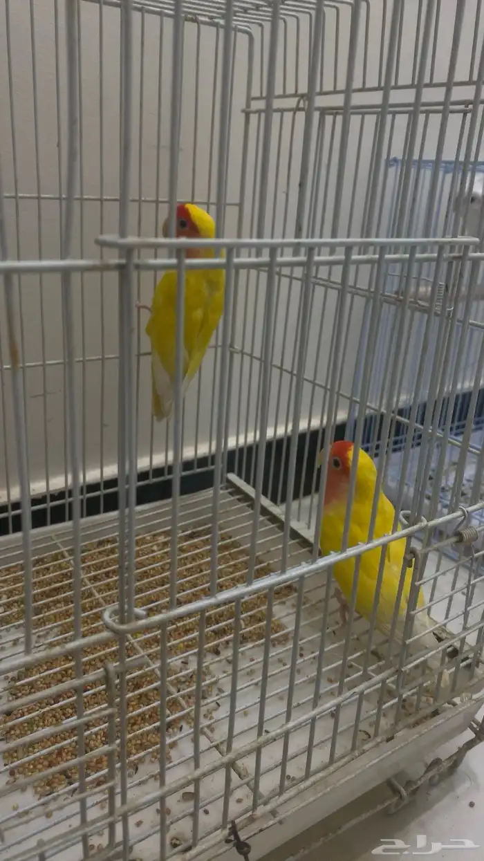 عصفير الروز 0