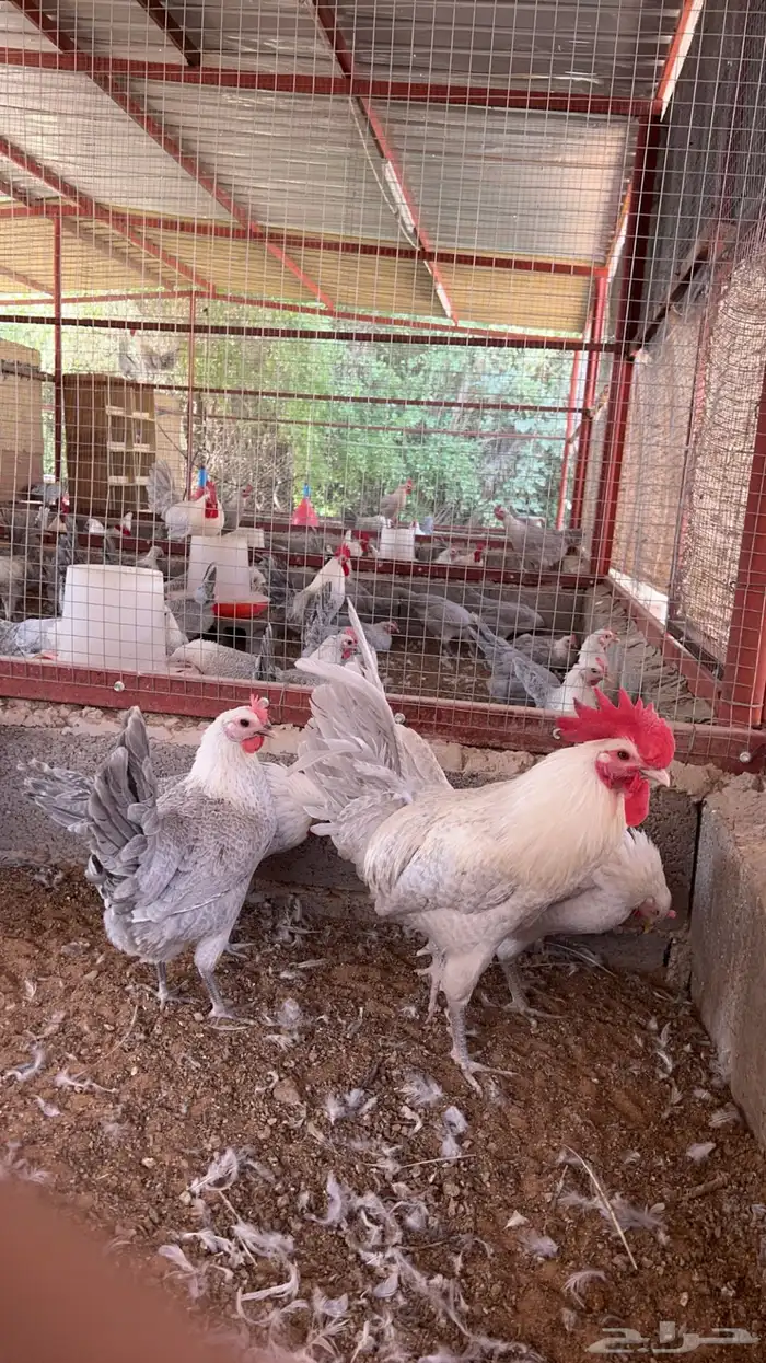 بيض فيومي المنيوم سوبر جانبو 4
