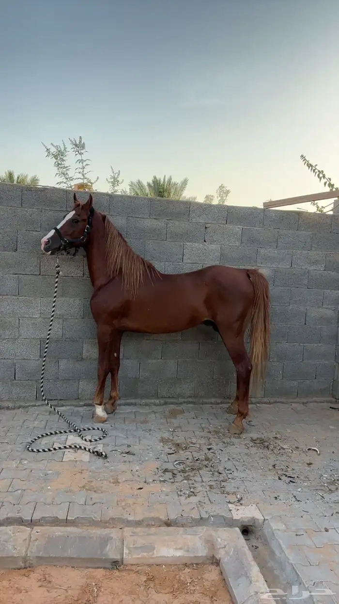 للبيع حصان شعبي جزيري 1