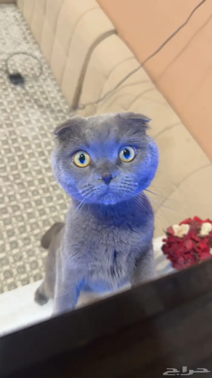 بسه من نوع سكوتش فولد 1