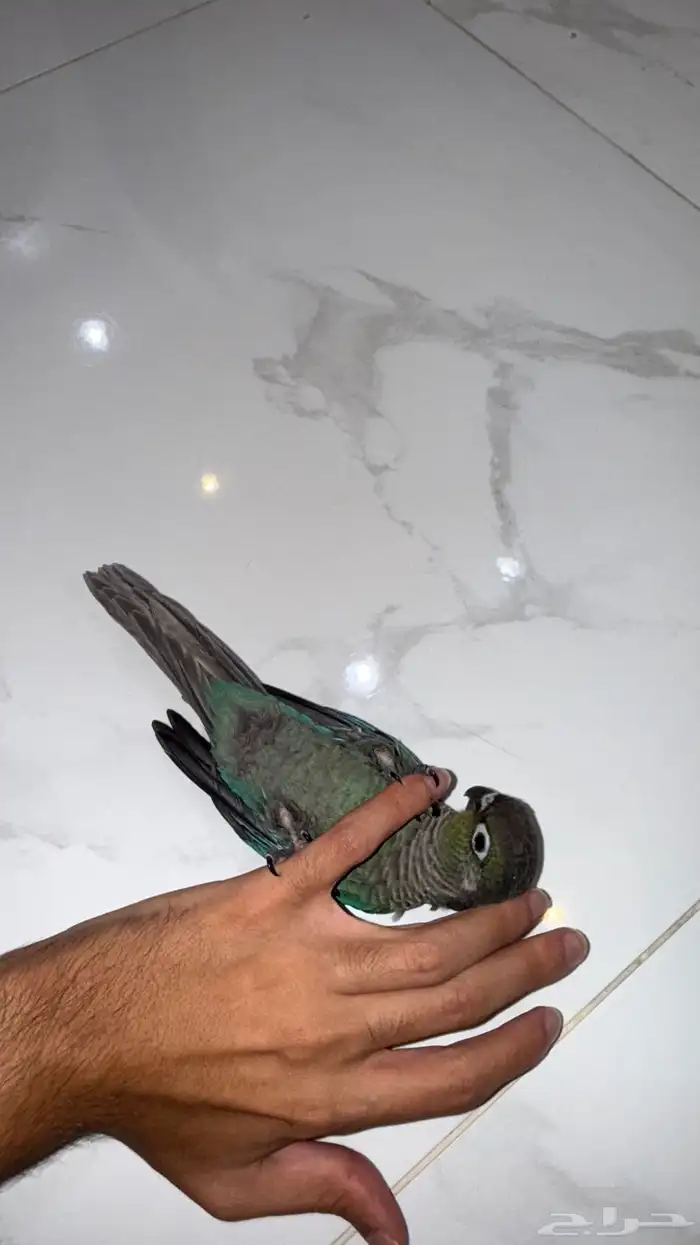 فرخ كنيور بلوشيك 2