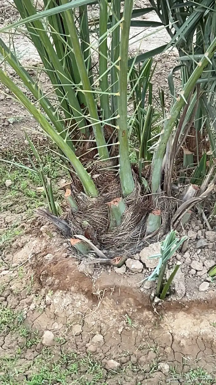 حيش نخل إخلاص طيب جدا 7