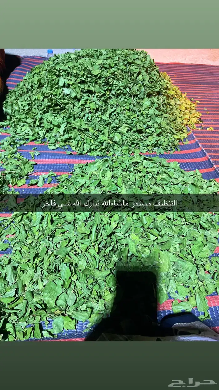 السدر الورق نطحنه في البيت شي نظيف وذمه وامانه 0