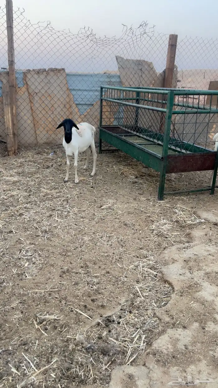 سواكني حري رفيدي برابر نعيم تيوس 3