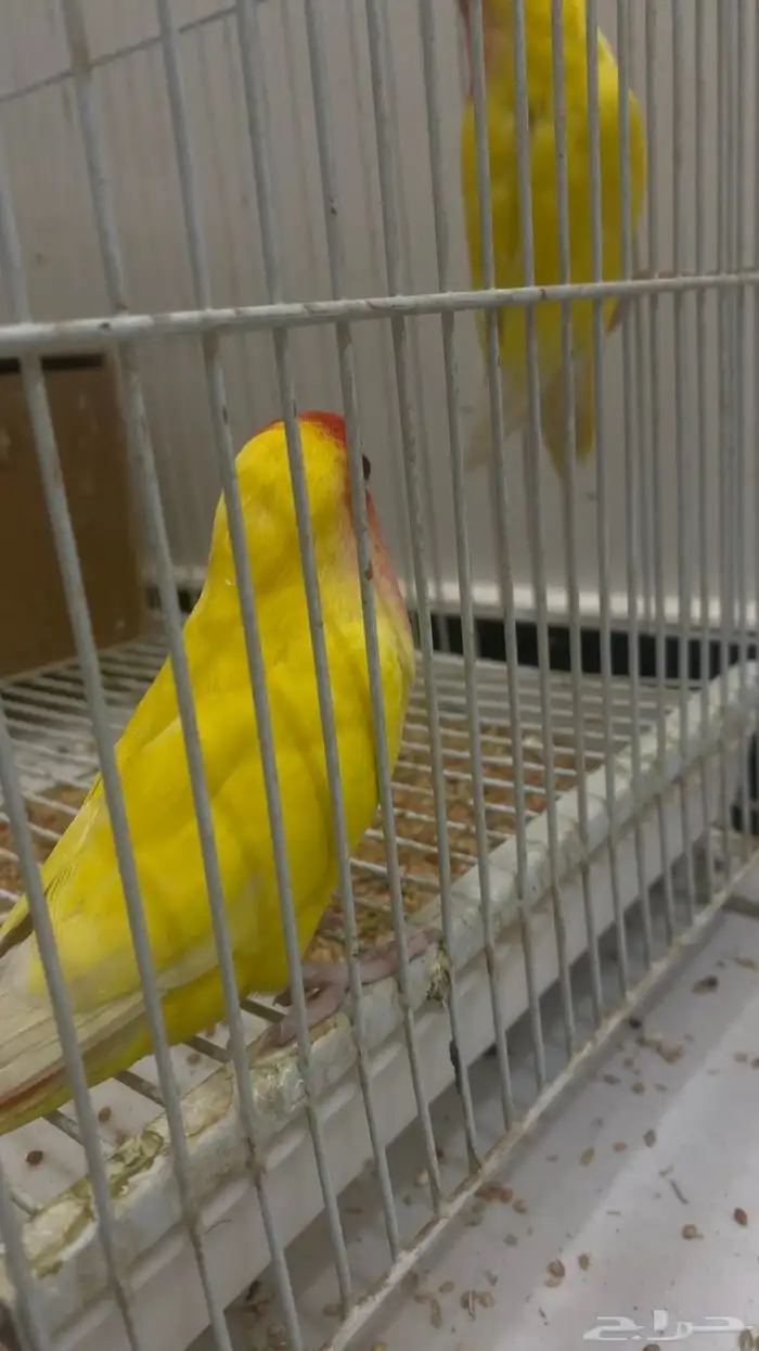 عصفير الروز 1