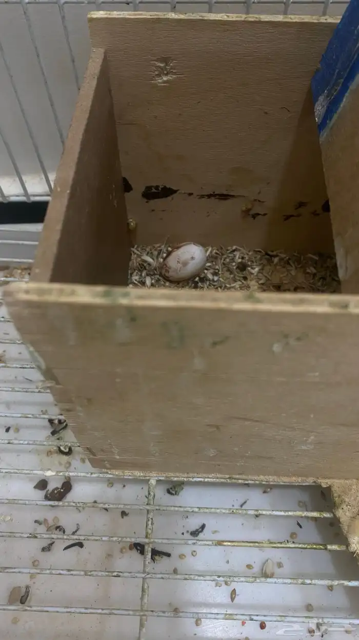 عصفير الروز 4