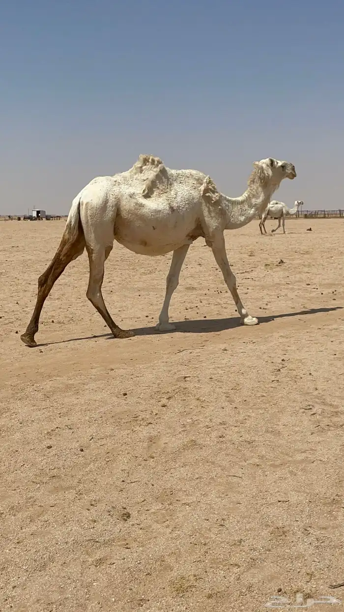 لقحات للبيع 3