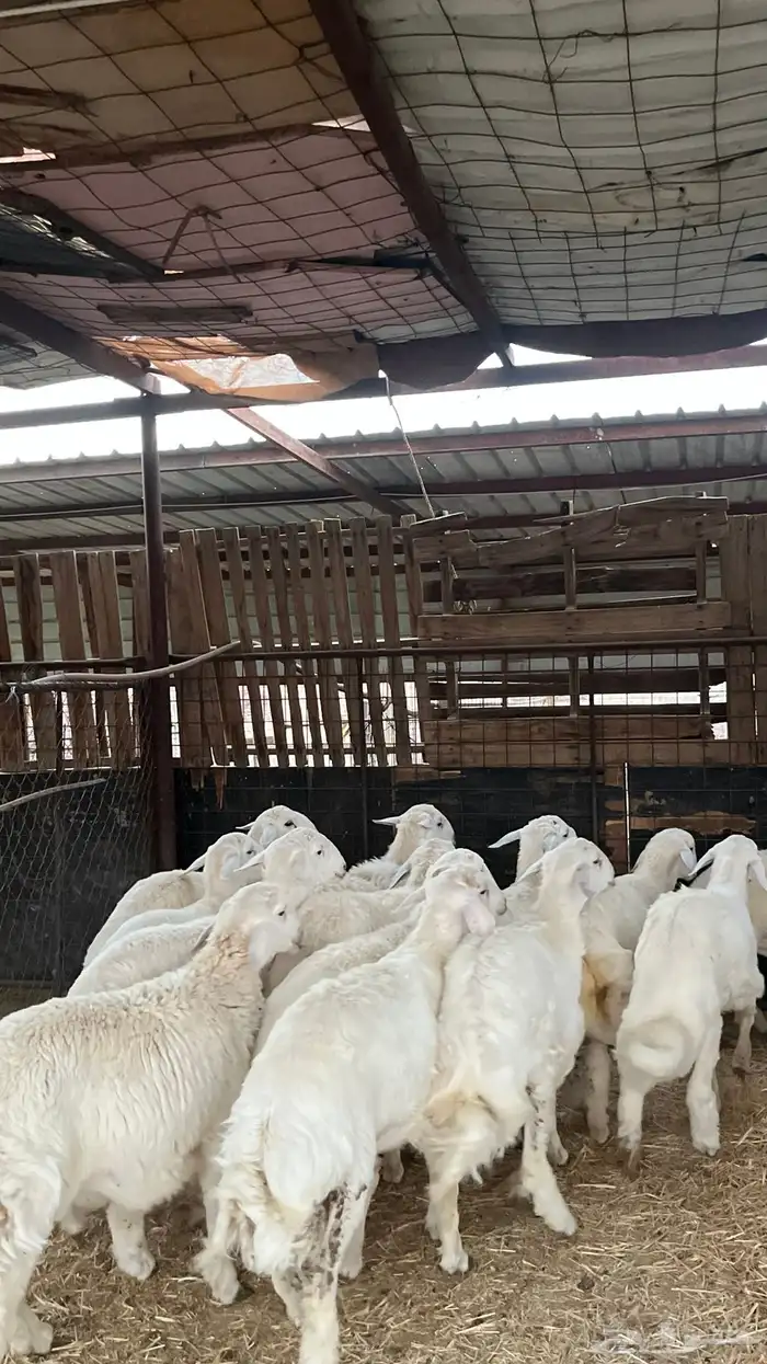 طليان حريات ذبايح نظاف شرط 3