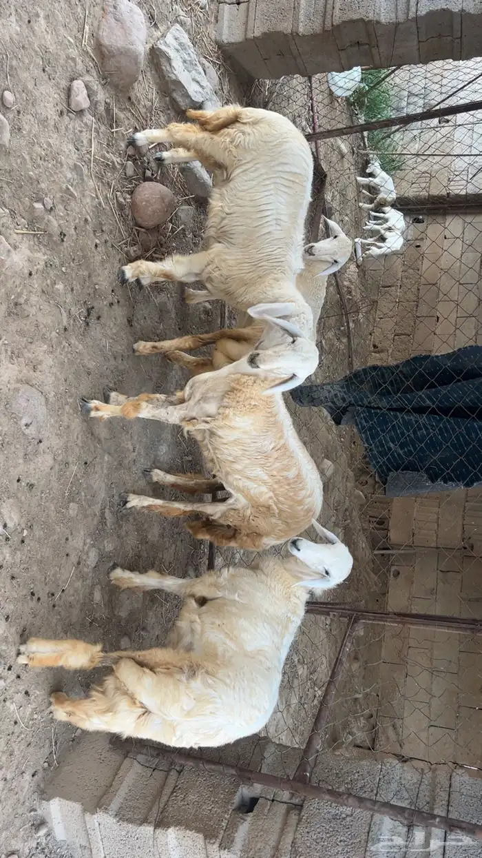 اناث صنف 0