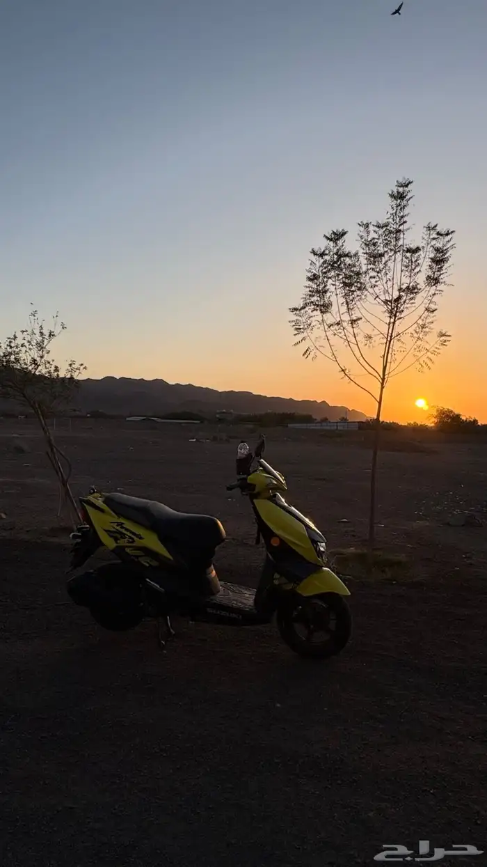 عجيب سوزوكي 1