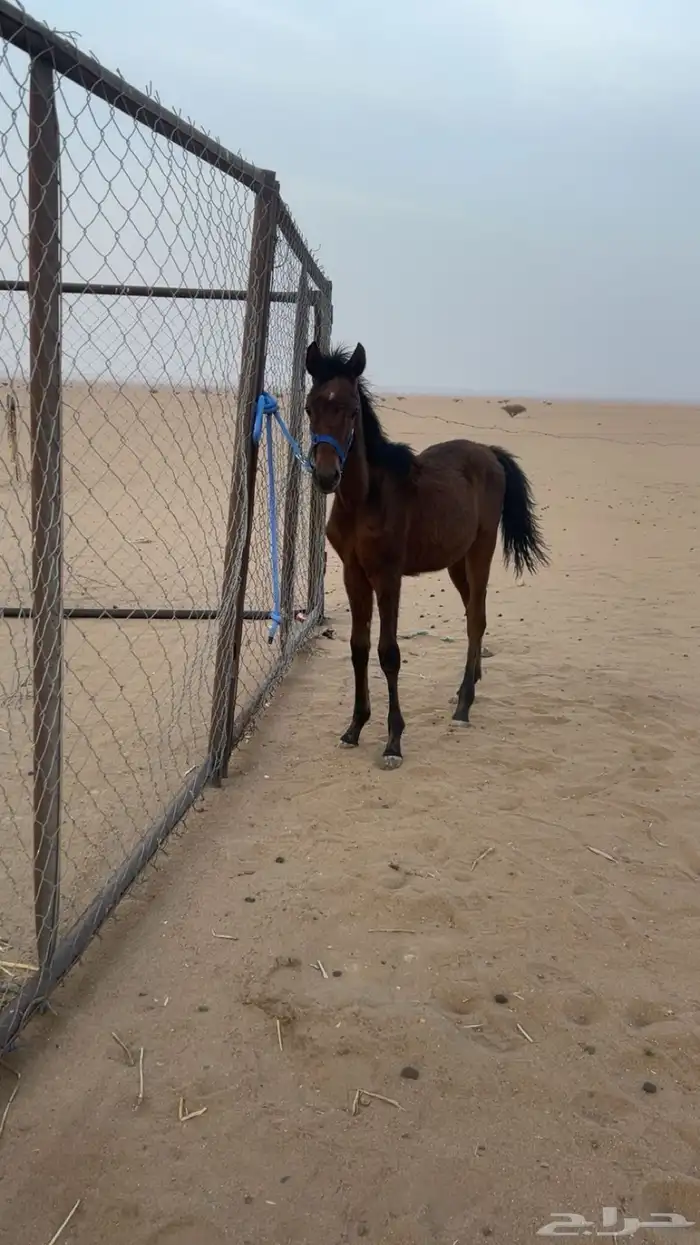 مهر شعبي للبيع 1