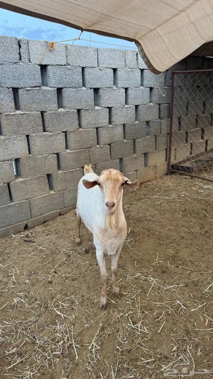 تيس فحل جامع اجم املح للبيع 6