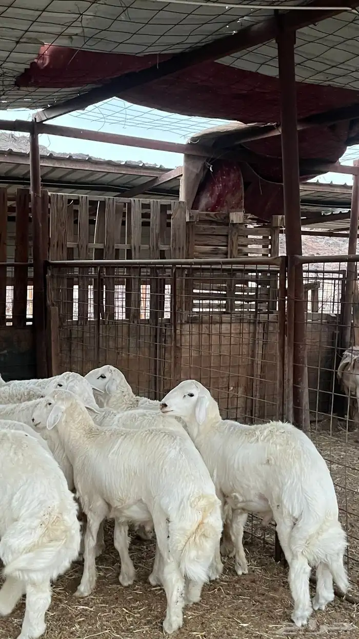 طليان حريات ذبايح نظاف شرط 8