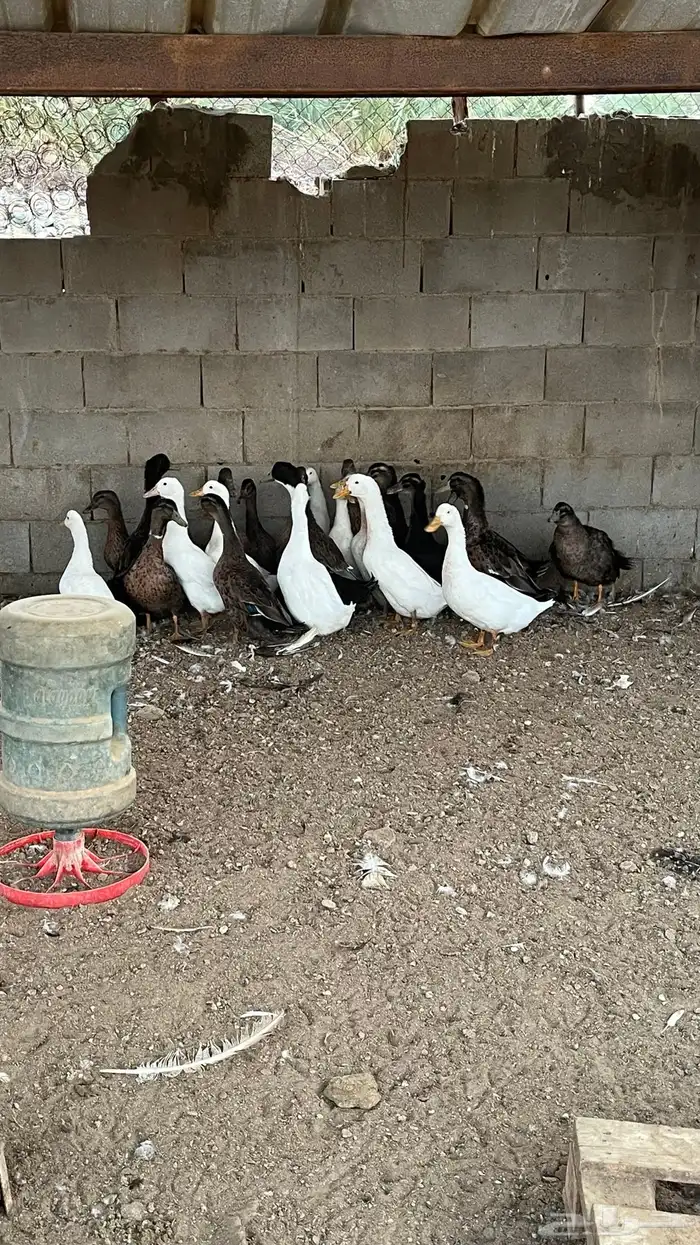 بط بكيني وخضيري منتج 0