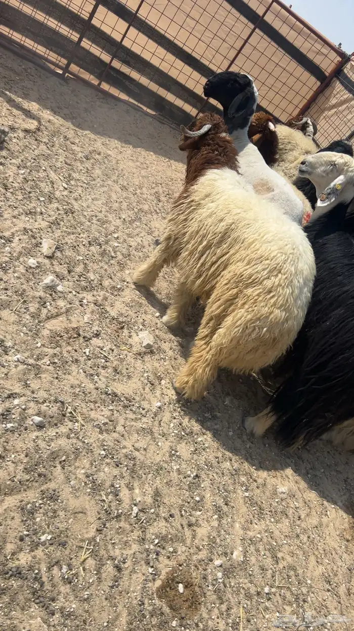 ذبايح 1