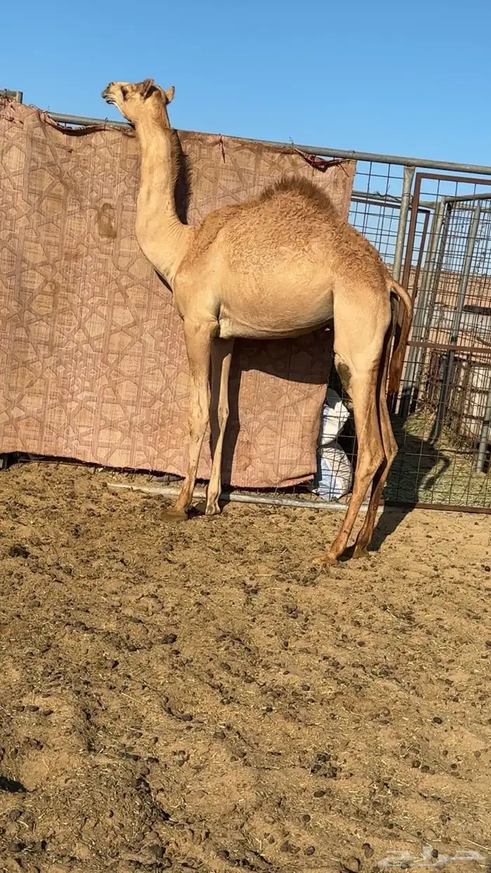 بكره بنت الليزر جمل حسن سليمان البلوي 1