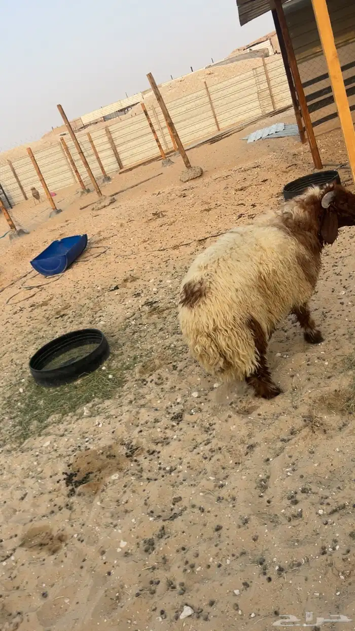 ذبايح 5