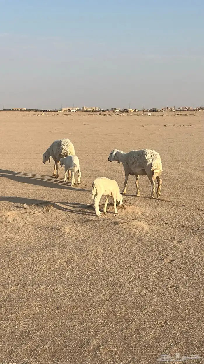 حريات 0