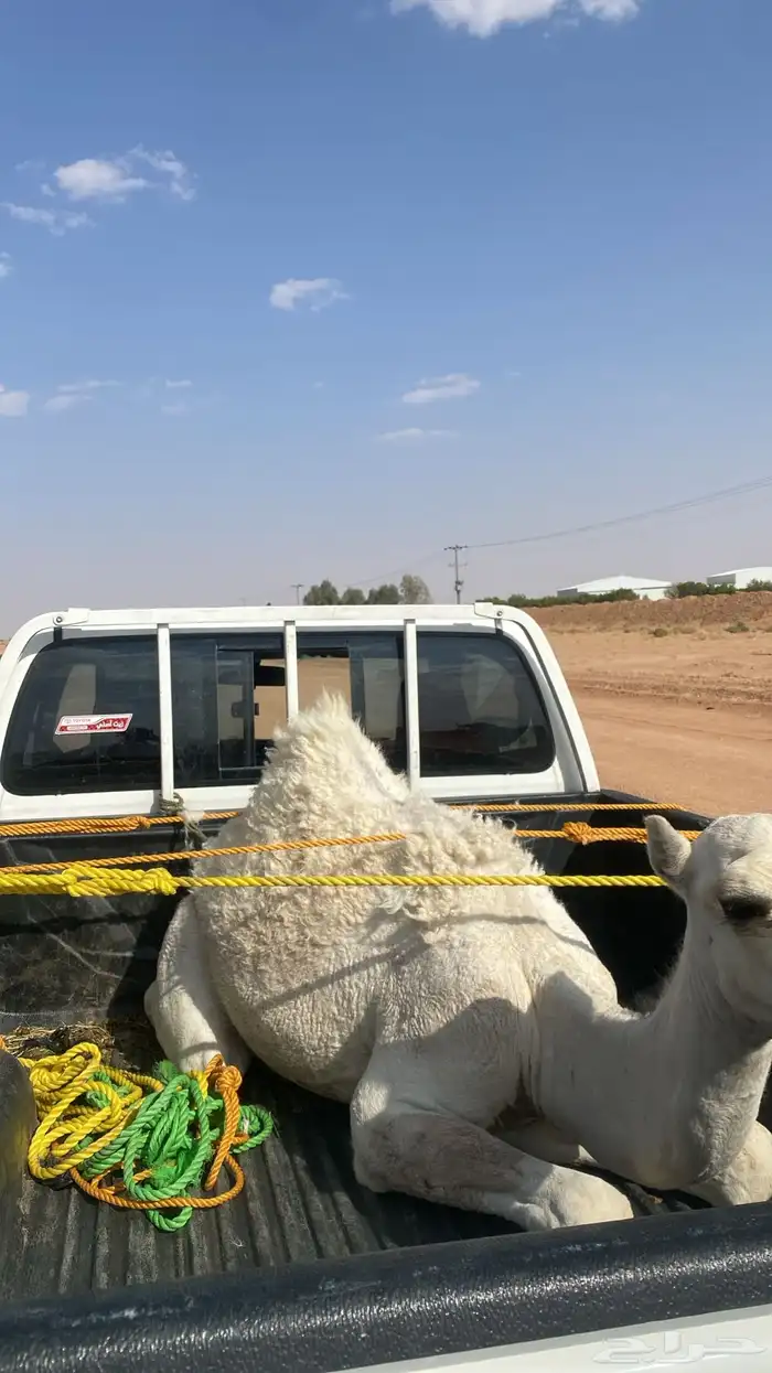 قعود كفو فل شحم 0