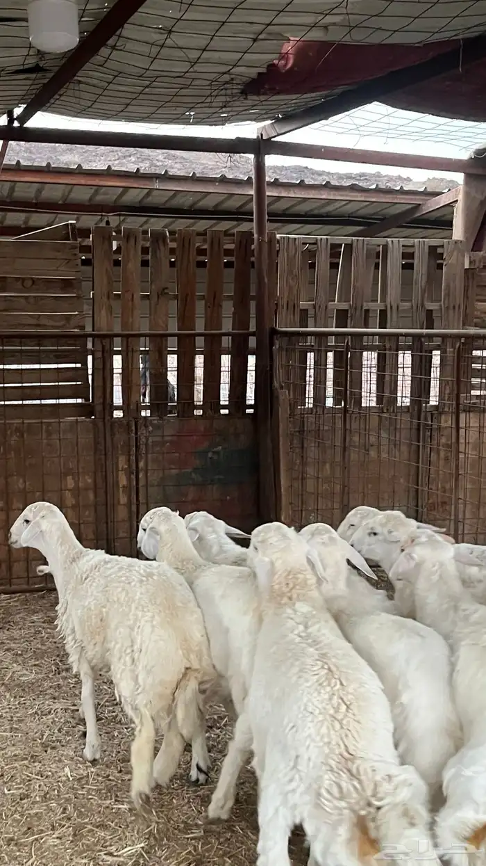 طليان حريات ذبايح نظاف شرط 11