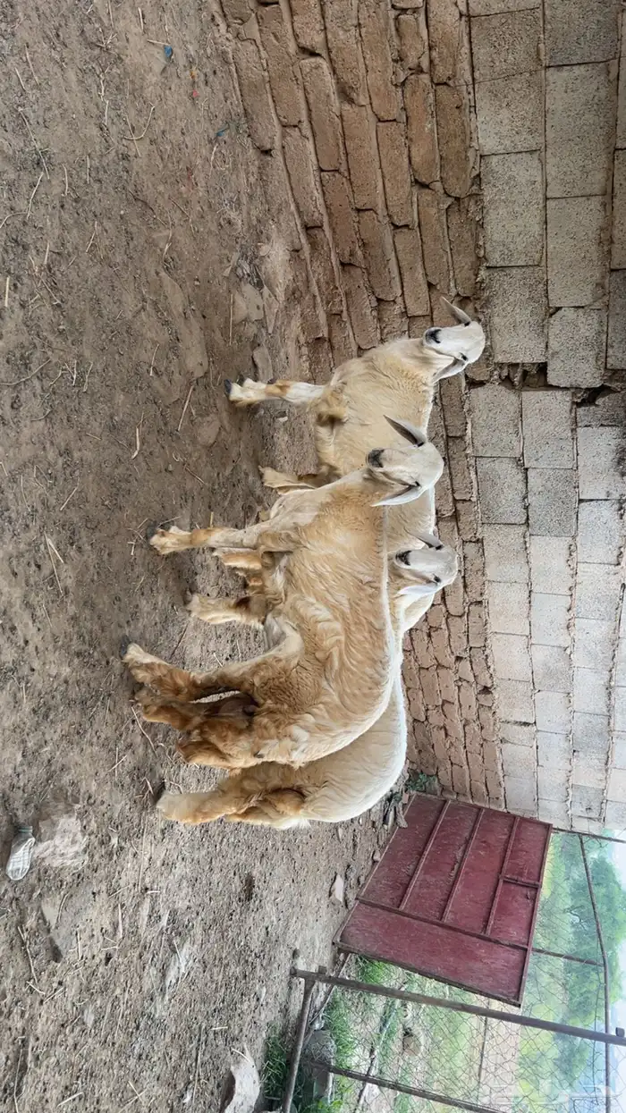 اناث صنف 1
