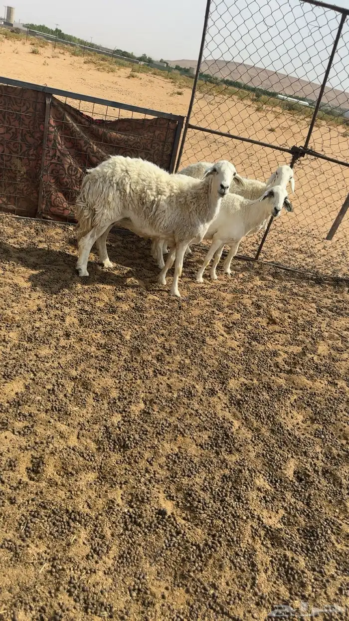 حريات طيبه أسنان 0