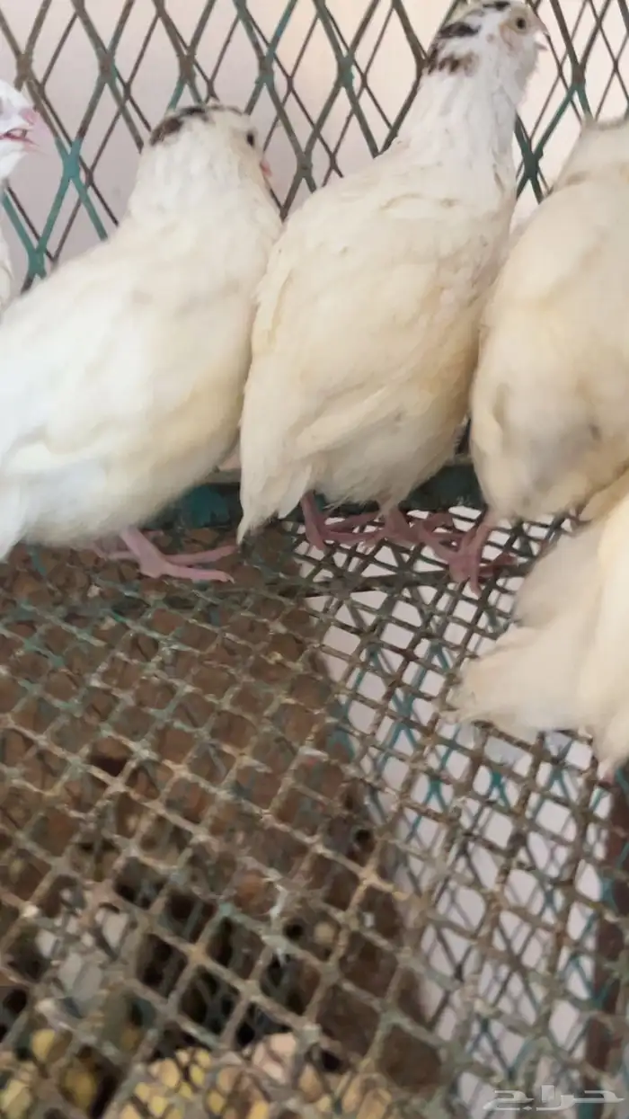 للبيع صوص سمان جنبو تاكسوس 0