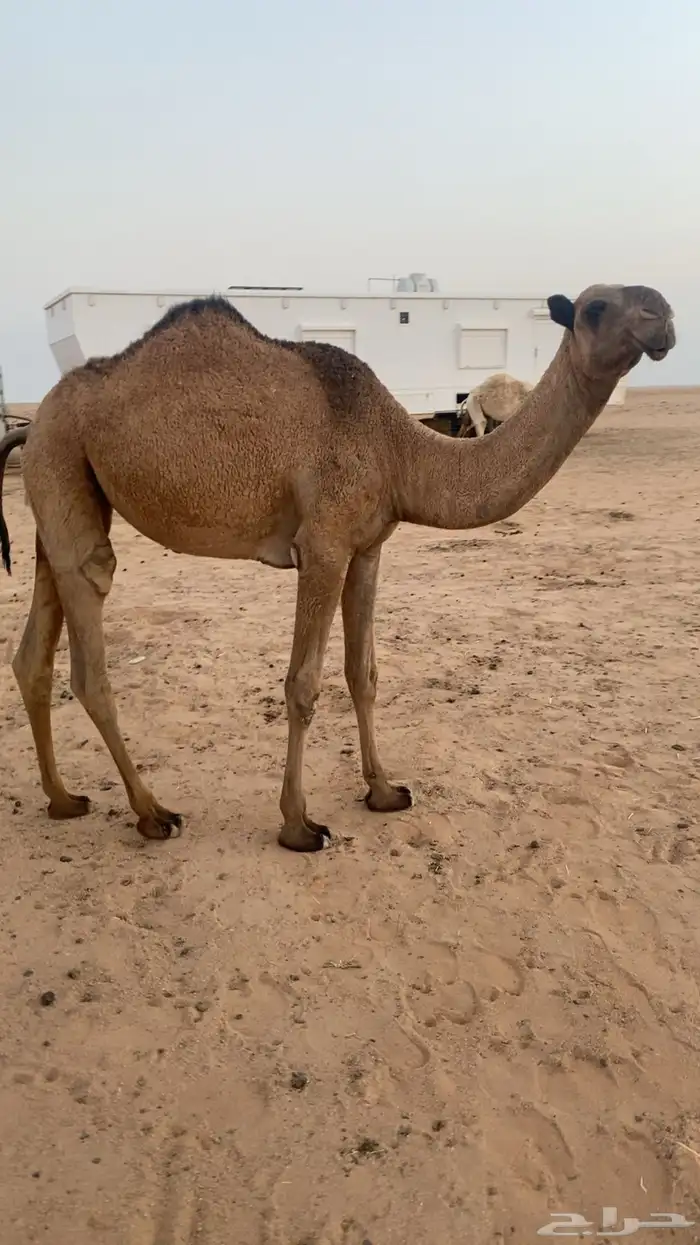 بكره صفرا مفروده 0