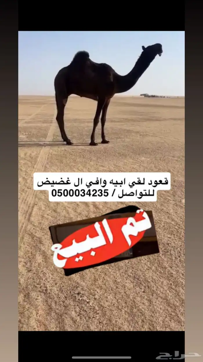 قعود لقي 0