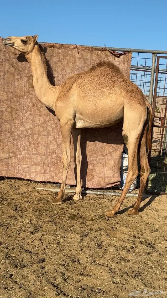 بكره بنت الليزر جمل حسن سليمان البلوي 0