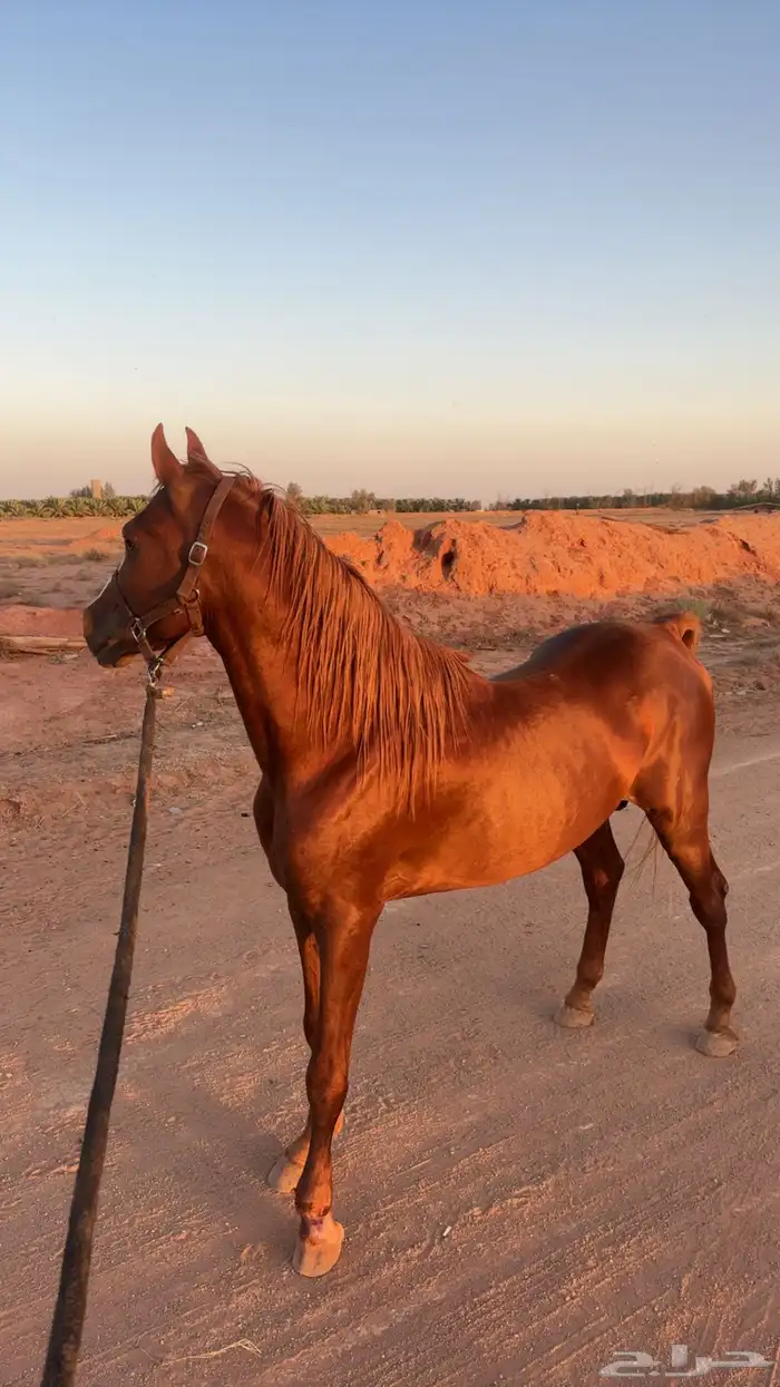 للبيع حصان شعبي جزيري 0
