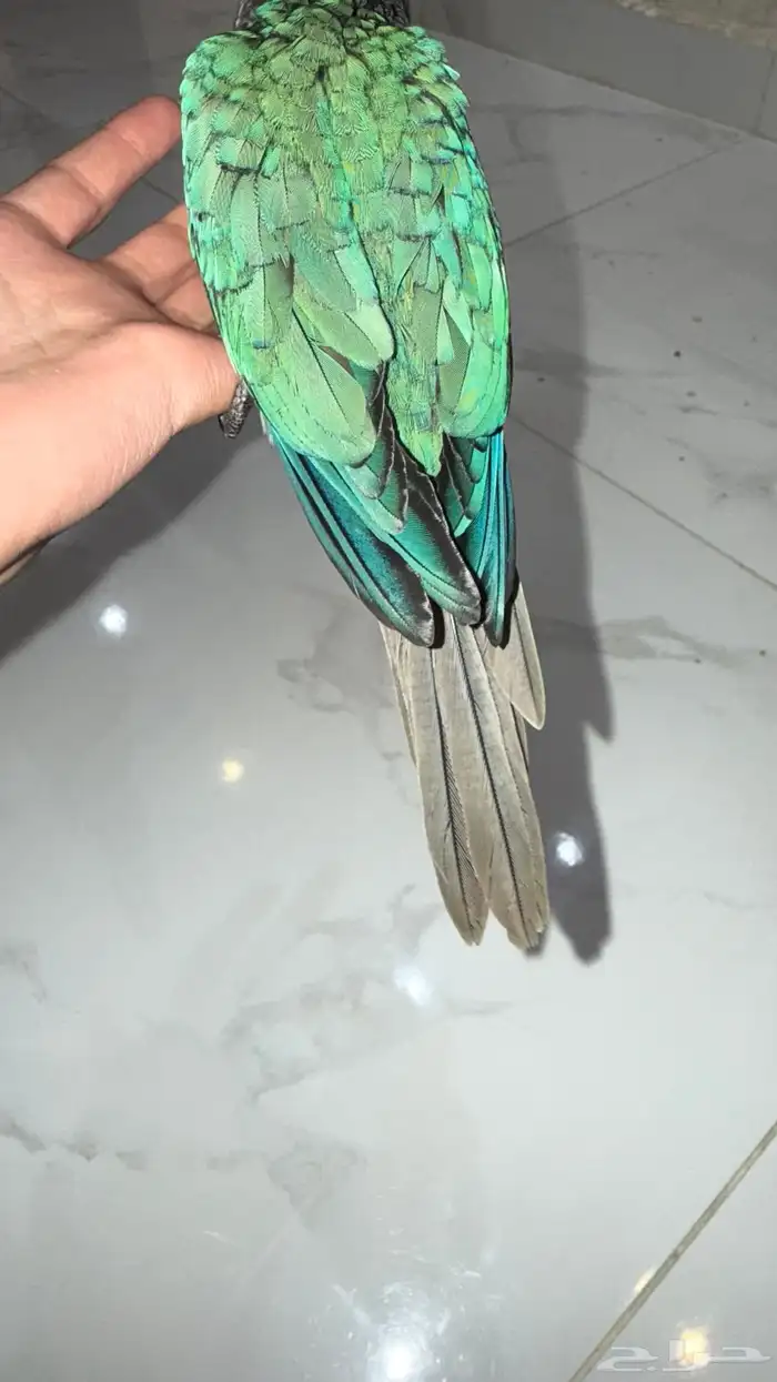 فرخ كنيور بلوشيك 4
