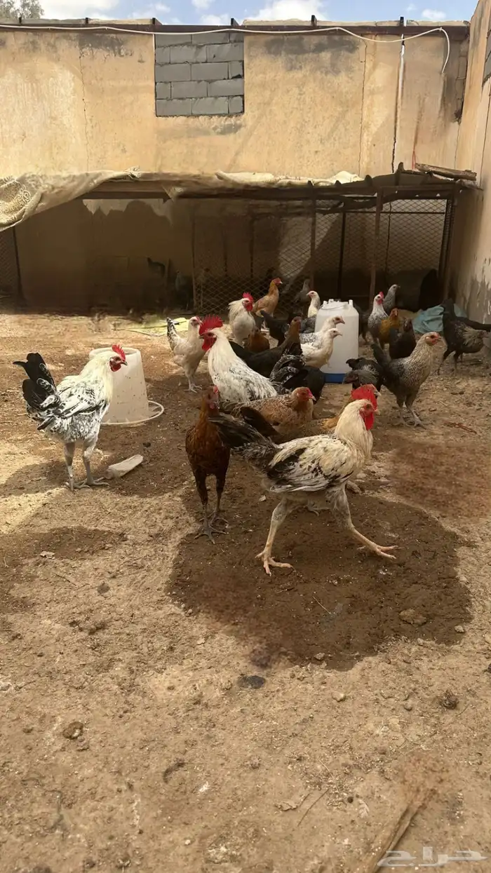دجاج بلدي شرط الصحة والعدال العمر 5ونص الموقع غطي 0