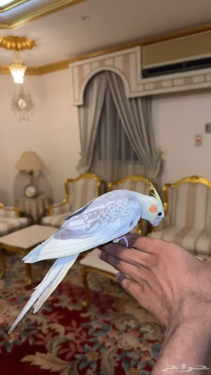 كروان اليف وهدد (( نشبه ))تم البيع 1