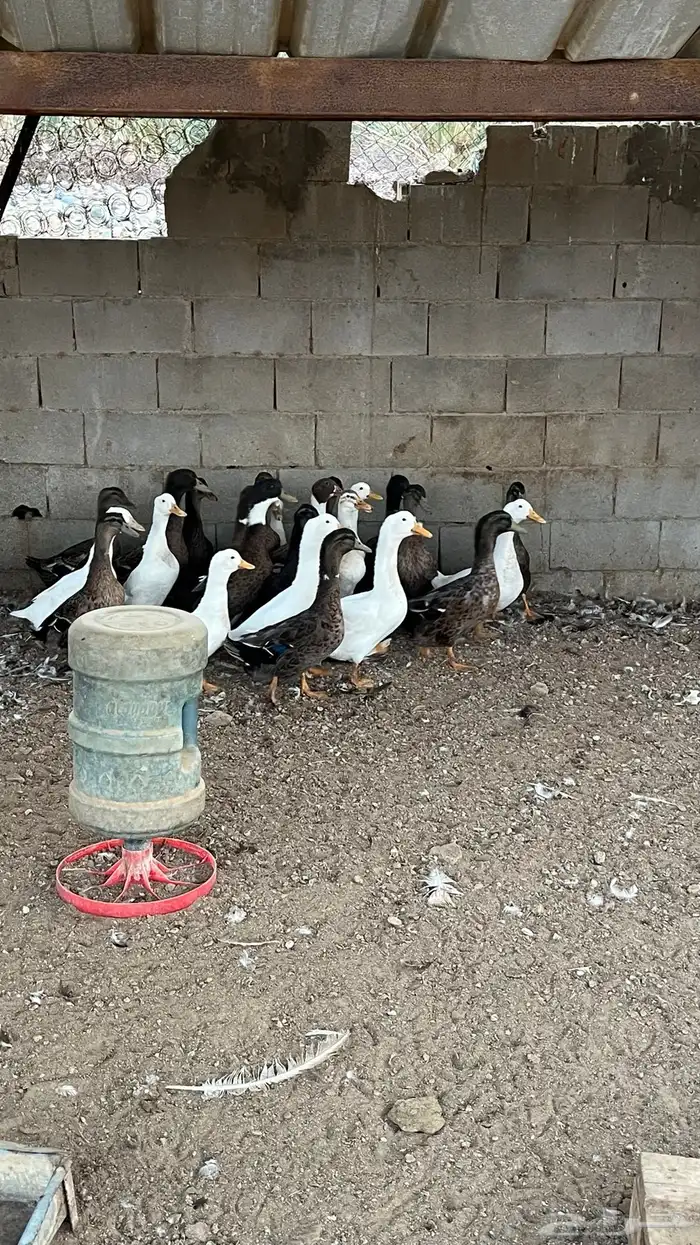 بط بكيني وخضيري منتج 2