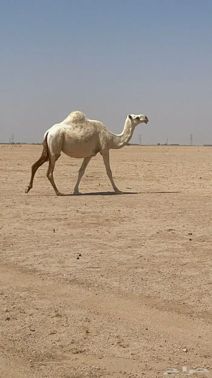 لقحات للبيع 2