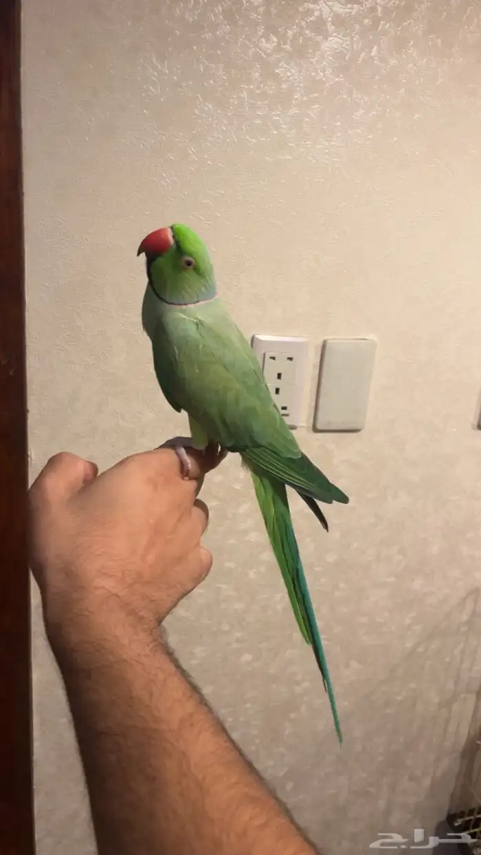 تم البيع تم البيع فحل دره 2