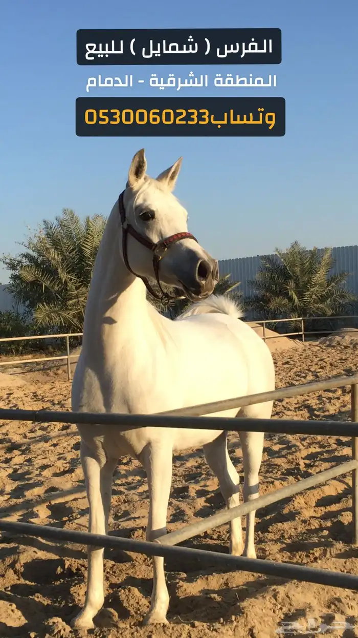 فرس واهو والبيع شعبي 0